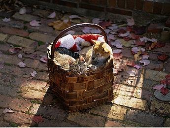 史上最烂NS移植游戏《方舟：生存进化》焕发新生